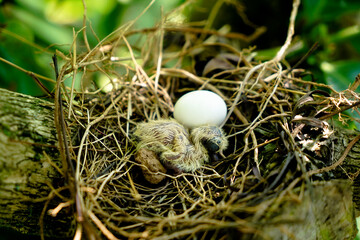 Naklejka na ściany i meble Newly hatched chick and egg of the spotted dove in the nest on the branches of a coffee plant