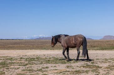 Majestic Wild Horse in the Utah Desert