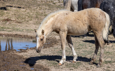 Majestic Wild Horse in the Utah Desert