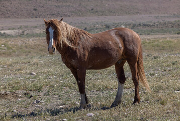 Majestic Wild Horse in the Utah Desert