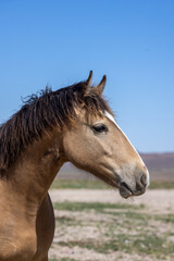 Obraz na płótnie Canvas Majestic Wild Horse in the Utah Desert