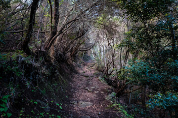 mountain forest in the morning