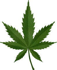 Marijuana leaf