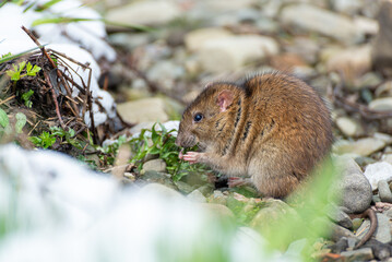 Arvicola amphibius, karczownik ziemnowodny, polnik ziemnowodny, szczur wodny, karczownik, gryzoń szukający pożywienia nad rzeką, wczesna wiosna (2).
