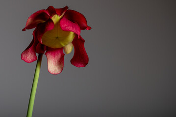 Sarracenia flava, kapturnica, czerwony kwiat rośliny mięsożernej, owadożernej (3).