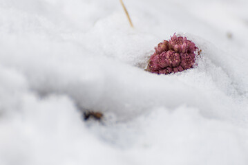 Astrowate, lepiężnik różowy (Petasites hybridus), różowy kwiat wystający spod śniegu (4).