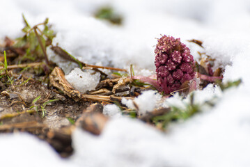 Astrowate, lepiężnik różowy (Petasites hybridus), różowy kwiat wystający spod śniegu (3).