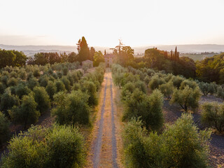 vineyard in toscany