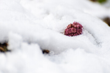 Astrowate, lepiężnik różowy (Petasites hybridus), różowy kwiat wystający spod śniegu (2).
