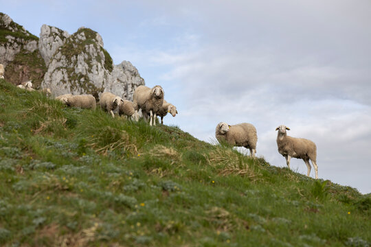 Flock of Sheep on Pasture in European Alps