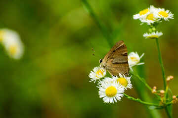 butterfly on white flower