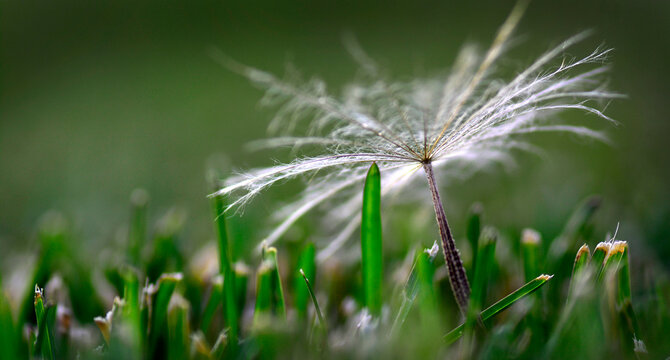 Dandylion Seed In Green Grass