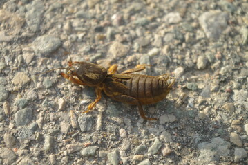 mole cricket macro
