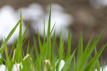 Wiosna, młode źdźbła trawy, rozmyty drygi plan.