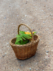 Fototapeta na wymiar wicker basket with mushrooms, boletus, yellow chanterelle and large green fern leaf, Pteridophyte branch on forest gravel path with stones.