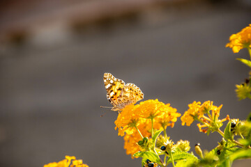 butterfly on lantana yellow flowers