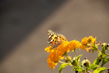 butterfly on lantana yellow flowers