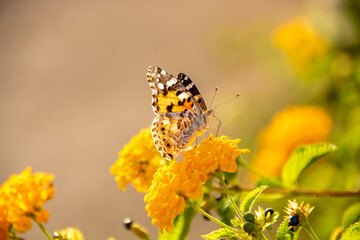 butterfly on lantana yellow flowers