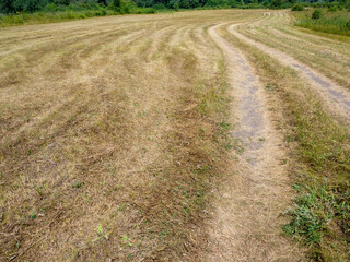 Mown wheat field harvest road. Rural road on a mowed field. Cut wheat