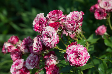 Variegated Park Rose Ferdinand Pichard. Red rose variety in garden - obrazy, fototapety, plakaty