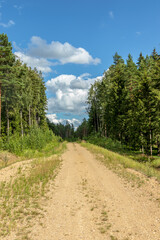 forest gravel road with a view of spruce forest trees, ditch, long grass and blue sky with big...