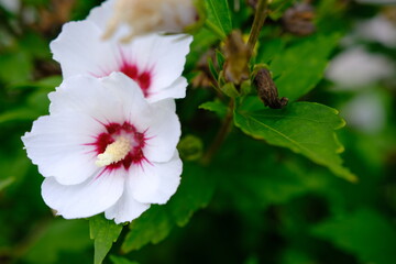 white hibiscus flower blooming in the garden, closeup of petals and pollens, nature photography gardening background