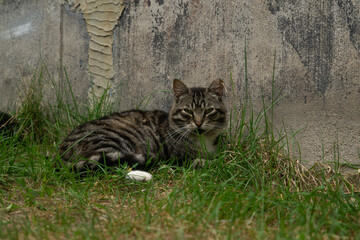 Cute cat is sleeping in the grass next to the wall