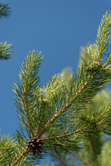 A branch of a coniferous tree with cones on a blue sky background.