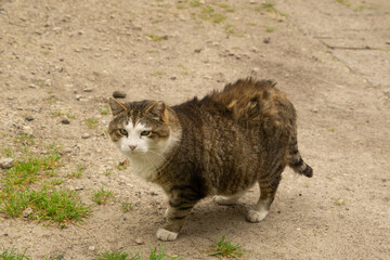 Cute white brown cat is standing on the ground in sands