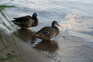 Cute ducks (birds) are sitting in the lake