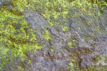 岩に生える苔　背景素材