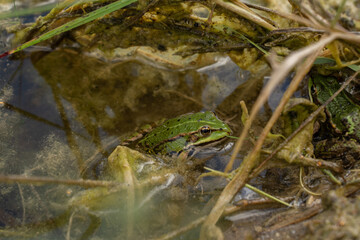 Beautiful green frog is sitting in the water and hiding