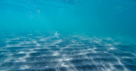 海中のヒトデ / Underwater