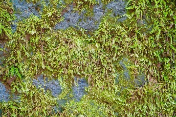 岩に生える苔　背景素材