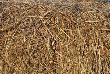The texture of dry golden straw.