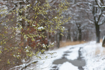 Wierzbowe bazie rosnące nad wiejską drogą, wczesna wiosna, śnieg, drzewa, przyroda.
