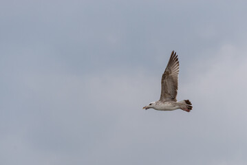 Młoda mewa siodłata (Larus marinus), lecąca na tle pochmurnego nieba (3). © Grzegorz