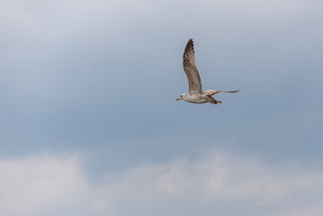 Młoda mewa siodłata (Larus marinus), lecąca na tle pochmurnego nieba (2). © Grzegorz