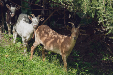 a group of goats on the mountais at a sunny summer day