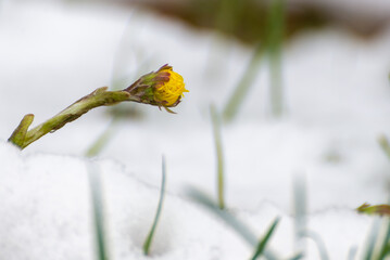 Podbiał pospolity (Tussilago farfara), medycyna naturalna, żółte zioło rosnące pod śniegiem.