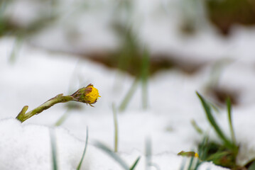 Podbiał pospolity (Tussilago farfara), młody żółty kwiat wyrastający ze śniegu. - obrazy, fototapety, plakaty
