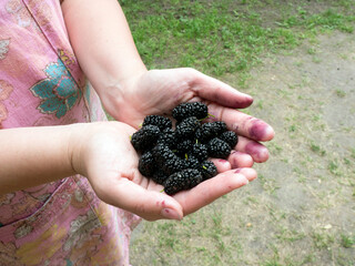 Fresh mulberry on woman hand ready to eat healthy food