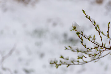 Wczesna wiosna, młode liście pokryte śniegiem.