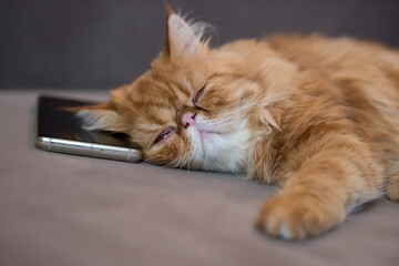 Sleeping red cat lying over a smartphone on a gray plaid