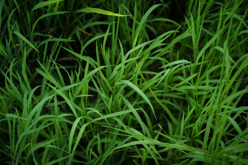 Net Zero and Carbon Neutral Concepts Net Zero Emissions Goals Weather neutral long-term strategy.