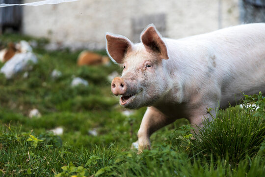 Domestic Pig On free range Pasture on a Farm outside