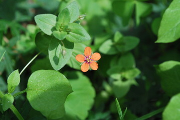 Anagallis arvensis (syn. Lysimachia arvensis), commonly known as the scarlet pimpernel, red pimpernel, red chickweed, poor man's barometer, poor man's weather-glass. Flower and leaves. Plant atlas.
