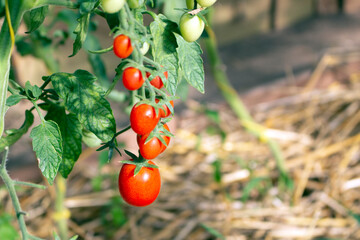Group of ripe red cherry tomatoes growing on a tomato plant in a greenhouse with the copy space.