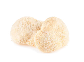 lion mane mushroom isolated on white background.