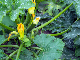 fresh zucchini in the garden